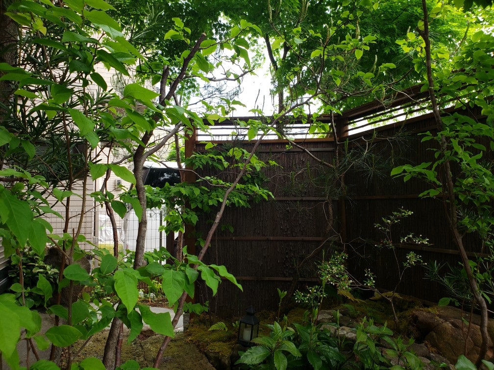 苔庭の成長　埼玉県　鶴瀬駅付近